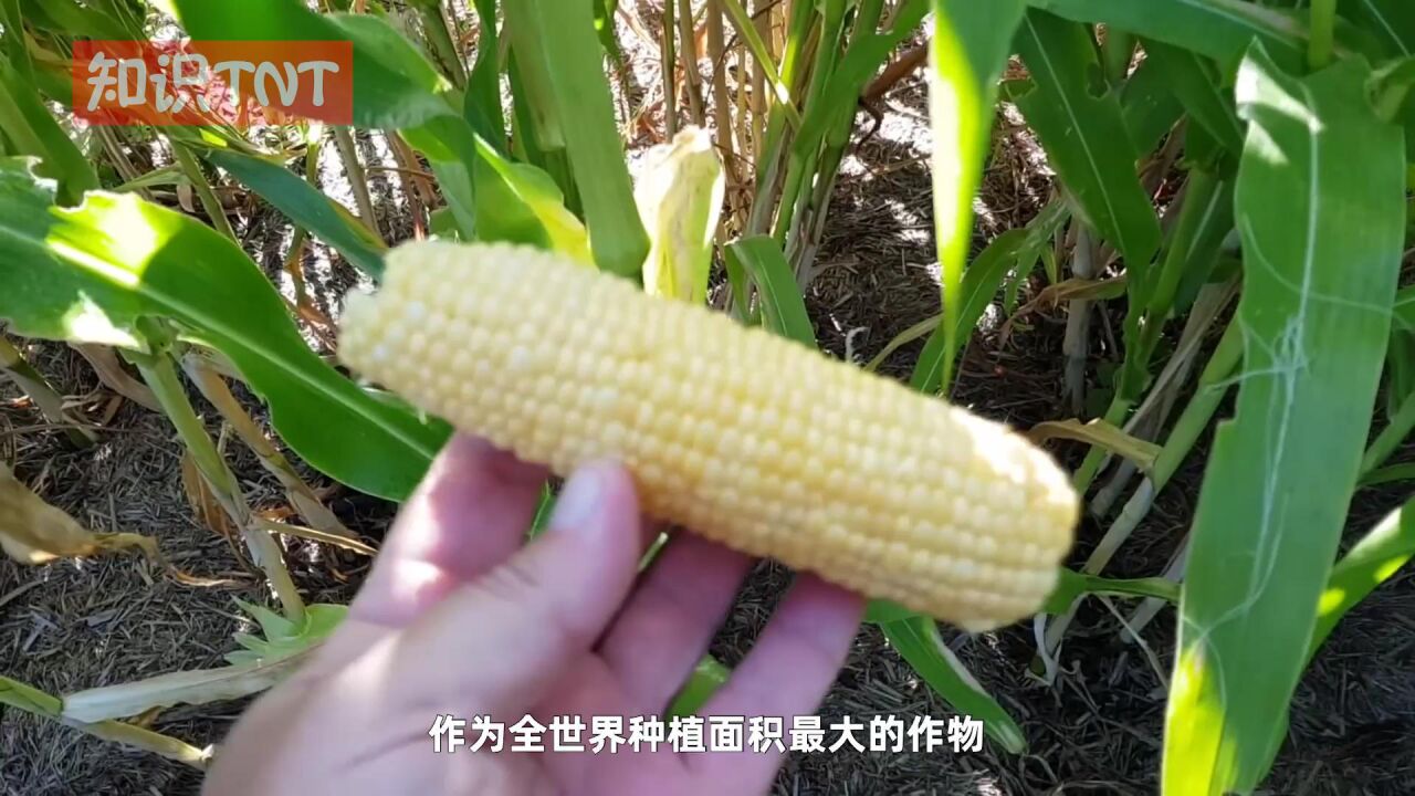 亩产比小麦和水稻高近两倍,为何却很少有国家把玉米当主粮?_高清1080P在线观看平台_腾讯视频
