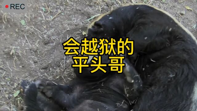 你见过这么聪明的蜜獾吗