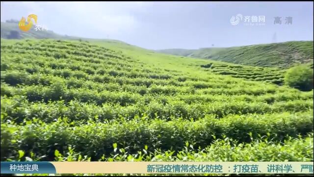 荒山变茶山!大叔承包山地种白茶,茶叶品质好、产量高