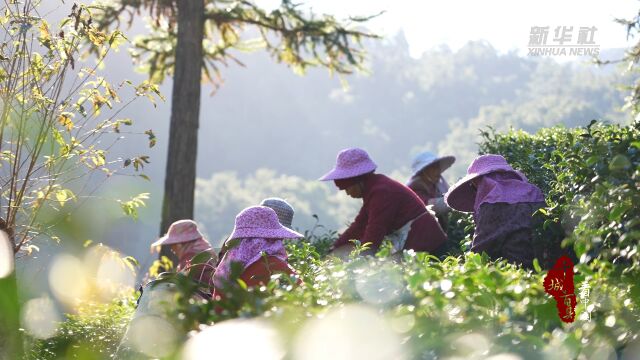 千城百县看中国|福建连城:高山茶农喜获丰收