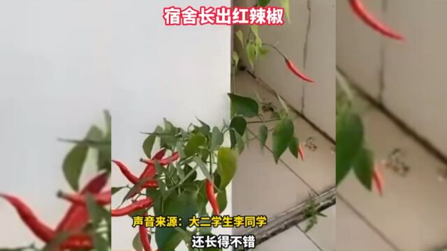 高校学生时隔4个月返校,宿舍长出红辣椒!