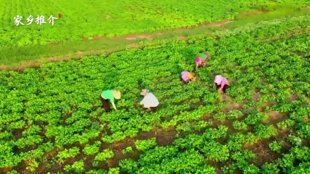 中国推介 | 正阳区域公用品牌大赛:花生中期管理正当时