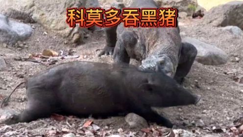 科莫多巨蜥吞大黑猪#动物世界 #野生动物零距离 #神奇动物在这里  #科莫多巨蜥 #动物