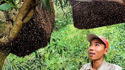 东南亚丛林采野蜂蜜，抓完青蟹直接来丛林深处，让大家见识一下