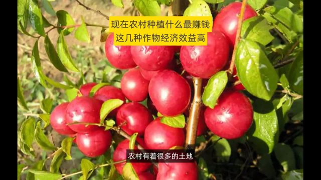 农村种植什么最挣钱