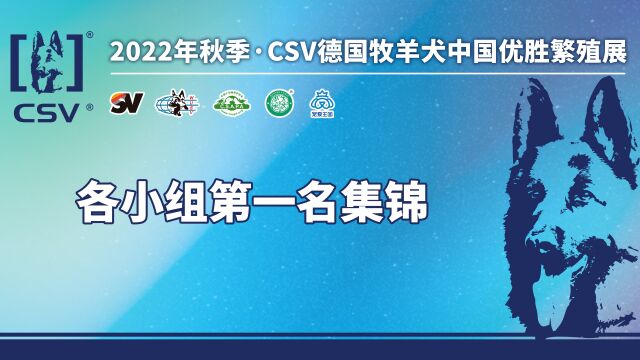 2022年秋季ⷮŠCSV德国牧羊犬中国优胜繁殖展各小组第一名集锦