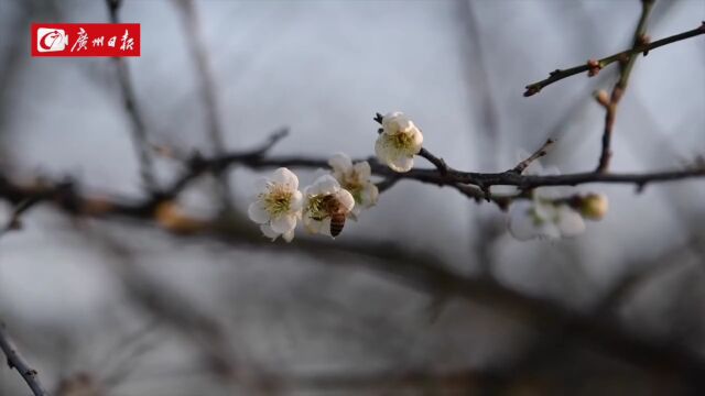 “杉”水秘境!香雪梅景!在广州高新区这些公园,探冬日美景!