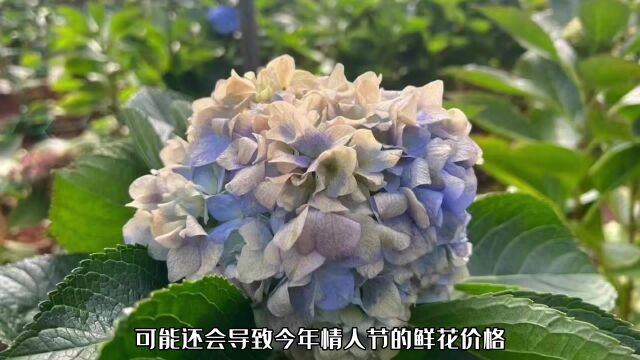 云南鲜花基地霜冻,鲜花价格持续暴涨!