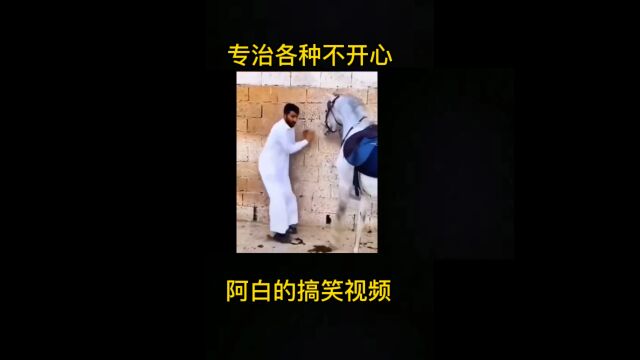 搞笑视频,动物合集