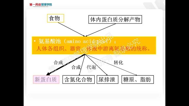 蛋白质的消化、吸收、代谢