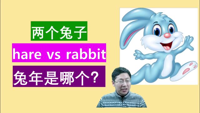 兔年用哪个单词:hare还是rabbit, 他们有什么区别