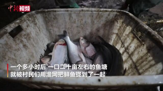 湖南沅江:洞庭渔民冬捕忙日销鲜鱼上百万斤