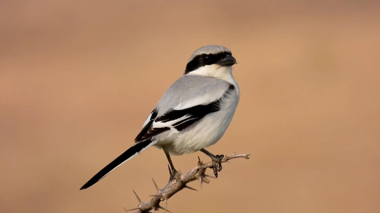 一只灰伯劳鸟,停留在树枝上东张西望