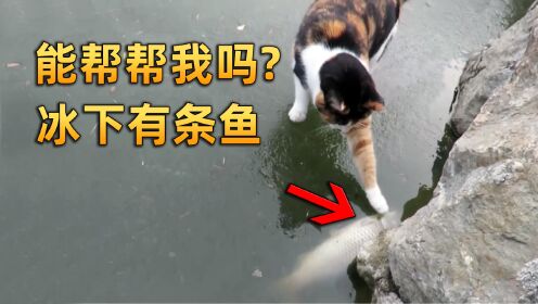 小猫发现冰下面有条鱼，卖萌求助人类，这是猫的智商干的事吗？