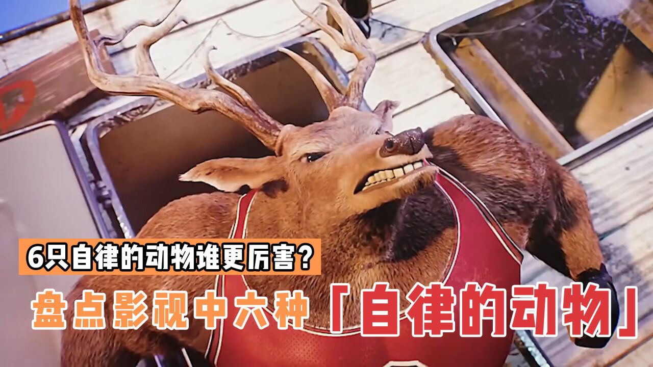 盘点影视里6只自律的动物,哪个更厉害?八块腹肌的麋鹿见过吗