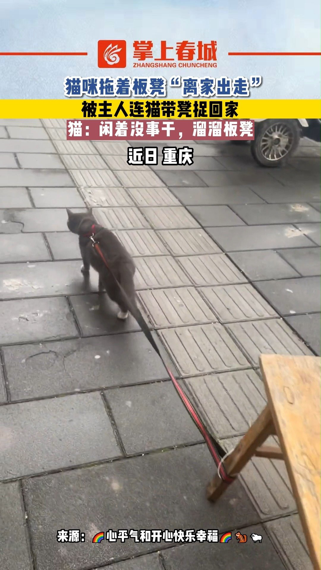 被拖着走的猫表情包图片