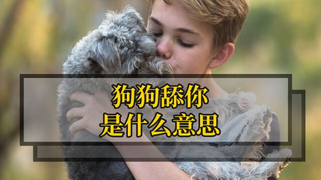 狗狗会通过舔你表达不同的意思,看看哪些你不知道!