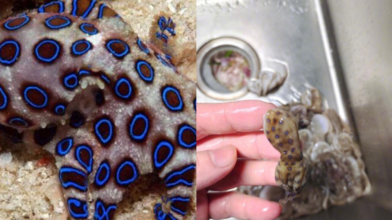 深圳市监局核查"超市疑售蓝环章鱼",山姆向发文者道歉:回应造成误会