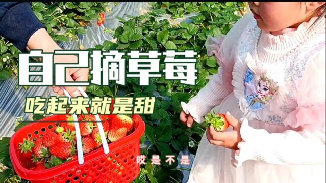 带四岁女儿一家三口自摘草莓,小孩自己摘的草莓,吃得又多又珍惜