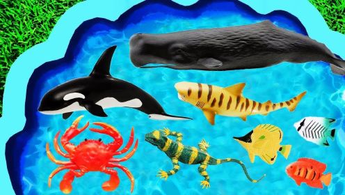 儿童益智玩具：海马、海豚、鲸鱼、鲨鱼、海星、企鹅、海豹、章鱼