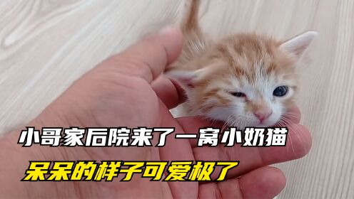 [图]小哥家后院来了一窝小猫，小哥不仅没驱赶，还意外救了一只小奶猫