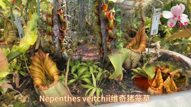 Nepenthes veitchii维奇猪笼草