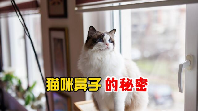 猫咪鼻子的秘密,你知道多少?