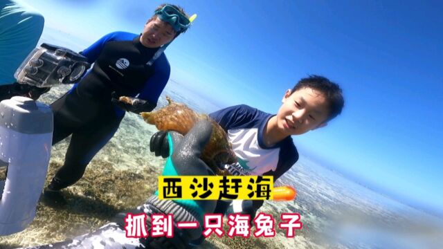 西沙群岛赶海,抓到一只海兔子,来看看海里的兔子是什么样子的吧