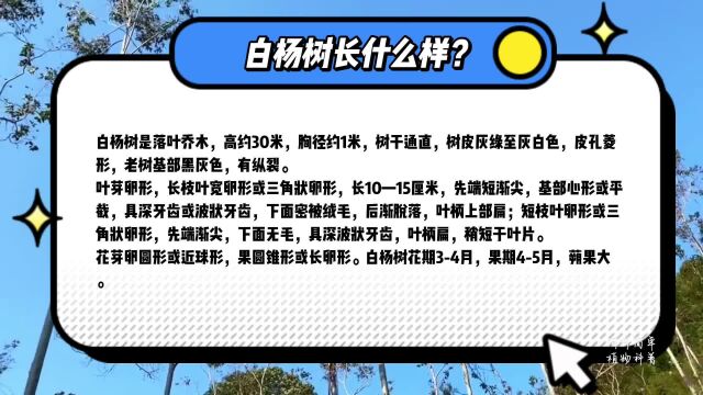 白杨树长什么样?通过树皮、叶子、花朵和果实,你能认出来吗?