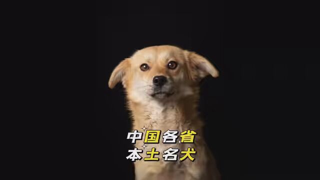 中国各省本土名犬! #狗狗 #宠物狗 #狗狗的日常