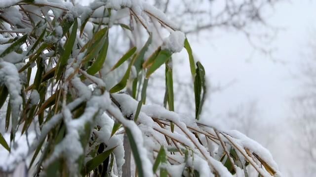 #原乡记忆 短文视频《扫雪》记录在村里扫雪日常.曾经的我,把村庄解读的那么沉重;但在此刻,热爱的河在心头波涌.