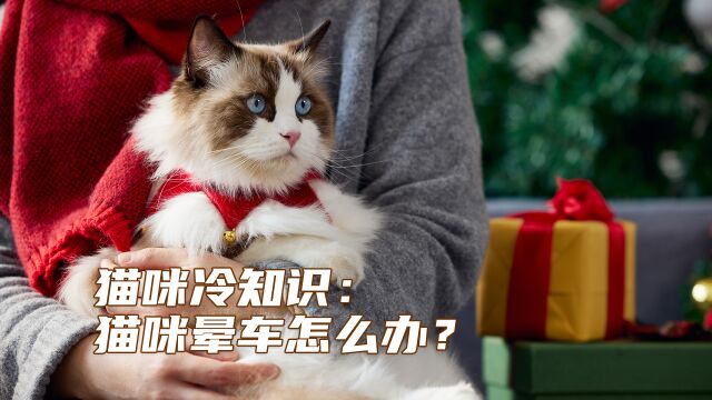 猫咪冷知识:猫咪晕车怎么办?