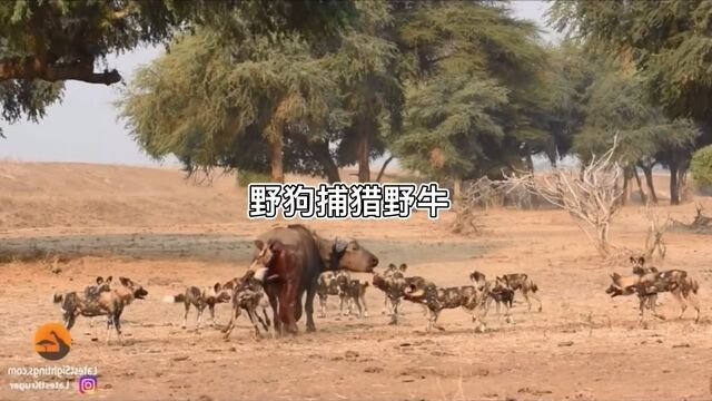 野犬捕猎野牛 #动物世界