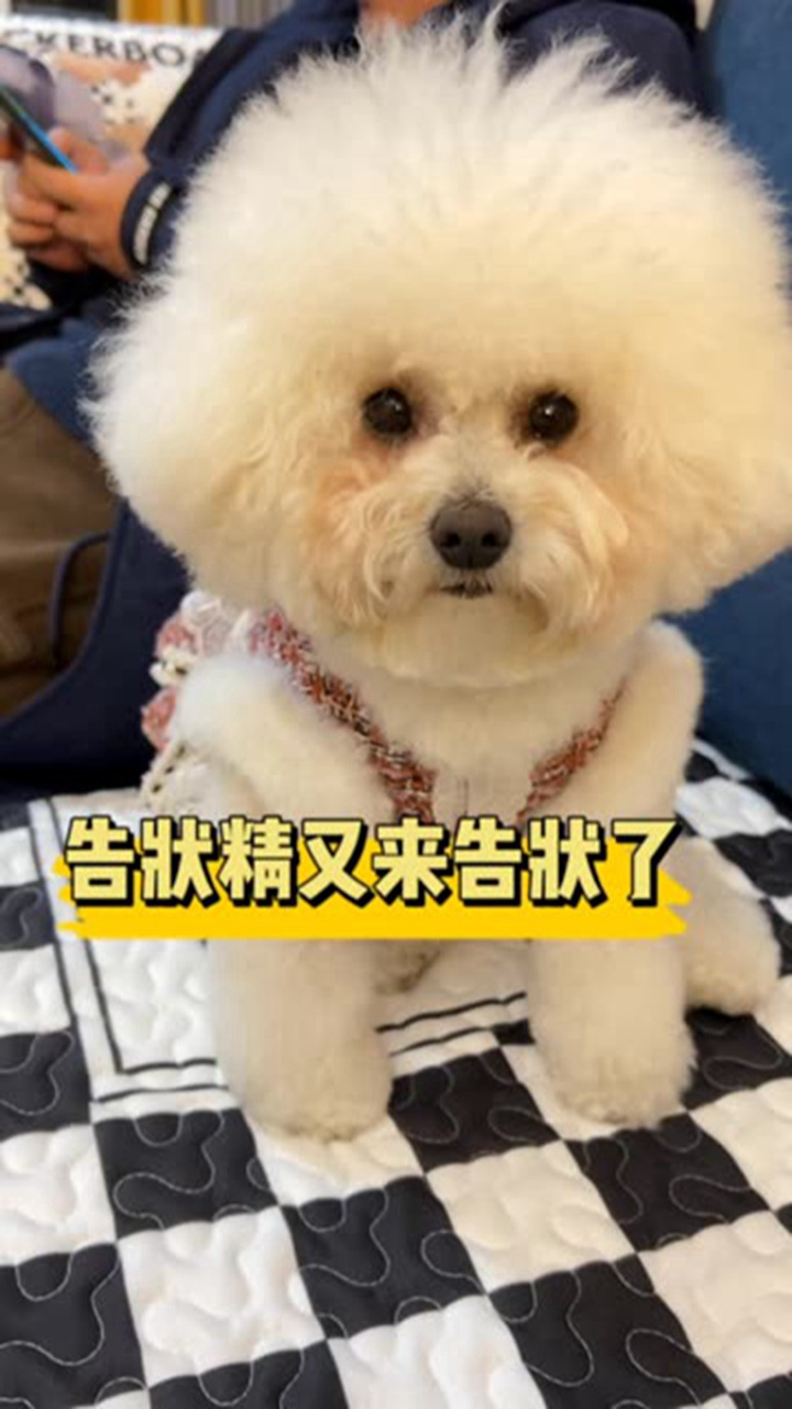 千万别惹告状精,立马变身嘤嘤怪!