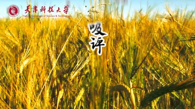 稻壳基吸附材料的制备、评价及应用