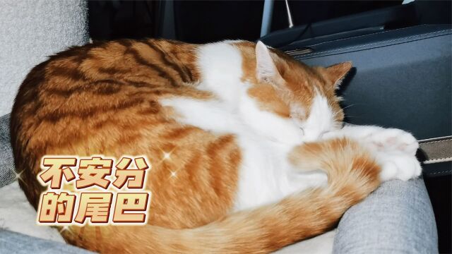 猫咪的尾巴会撩人,这难道就是魅惑猫咪?你见过这样的吗?