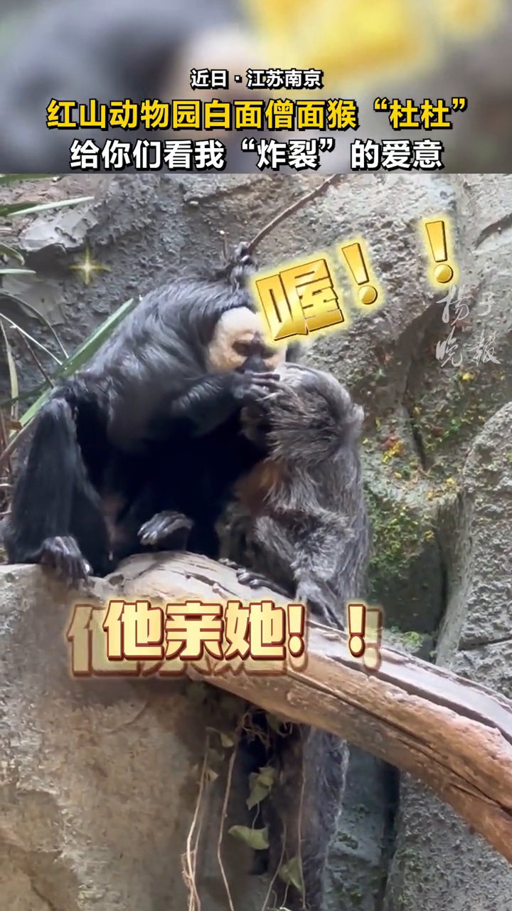南京红山动物园白面僧面猴“杜杜”:给你们看我“炸裂”的爱意_高清1080P在线观看平台_腾讯视频