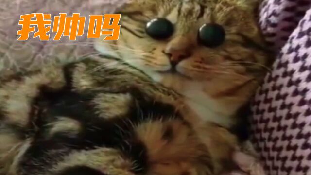 第94集丨听说当猫的主人长得很帅的话,他的猫就会一直盯着他看