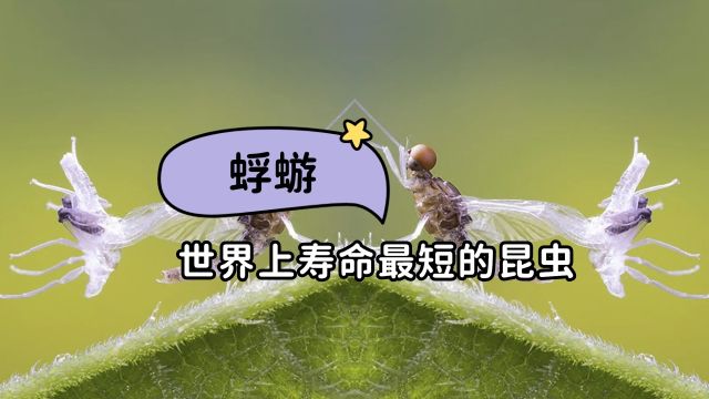 世界上寿命最短的昆虫,蜉蝣