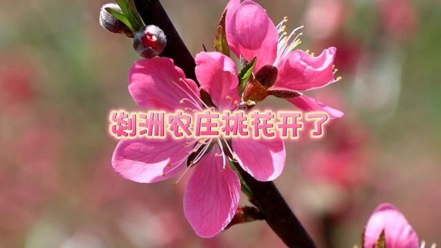 紫金县中坝镇剡洲生态农庄的桃花开了#暖暖的春风迎面吹桃花朵朵开