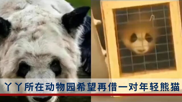 “永远讲述熊猫的故事”孟菲斯动物园希望再租借一对年轻熊猫