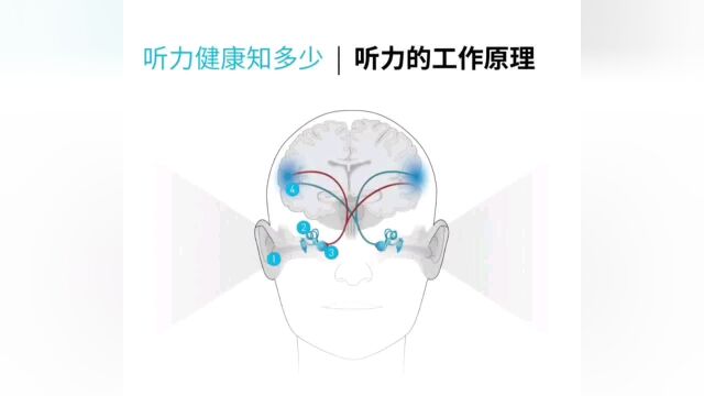 贵阳花溪徐家冲助听器验配中心发布听力的工作原理