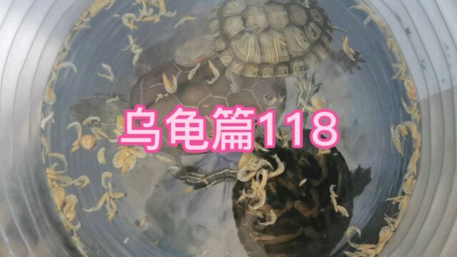 日常生活209乌龟篇118