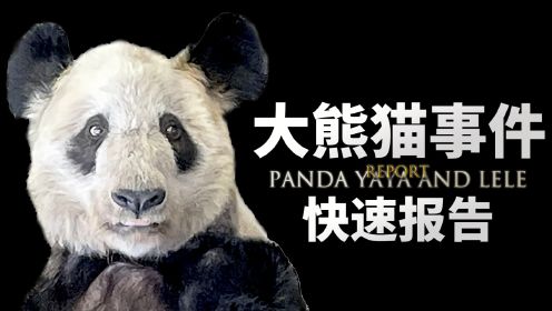 孟菲斯动物园与熊猫丫丫报告：中美黄昏 熊猫迟暮