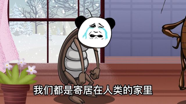 南方蟑螂vs北方蟑螂