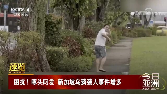 困扰!啄头叼发 新加坡乌鸦袭人事件增多