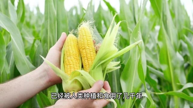 玉米:营养丰富的多用途作物