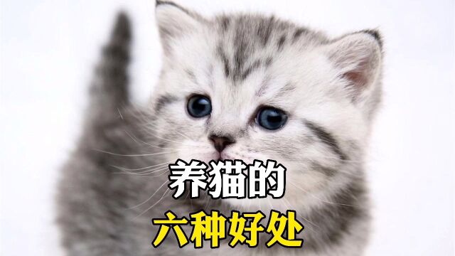 养猫的六种好处.