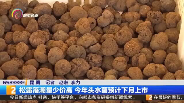 松露落潮量少价高 今年头水菌预计下月上市