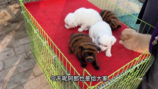 河北最大狗市惊现“老虎狗”,这是非洲来的猎犬?怎么从来没见过